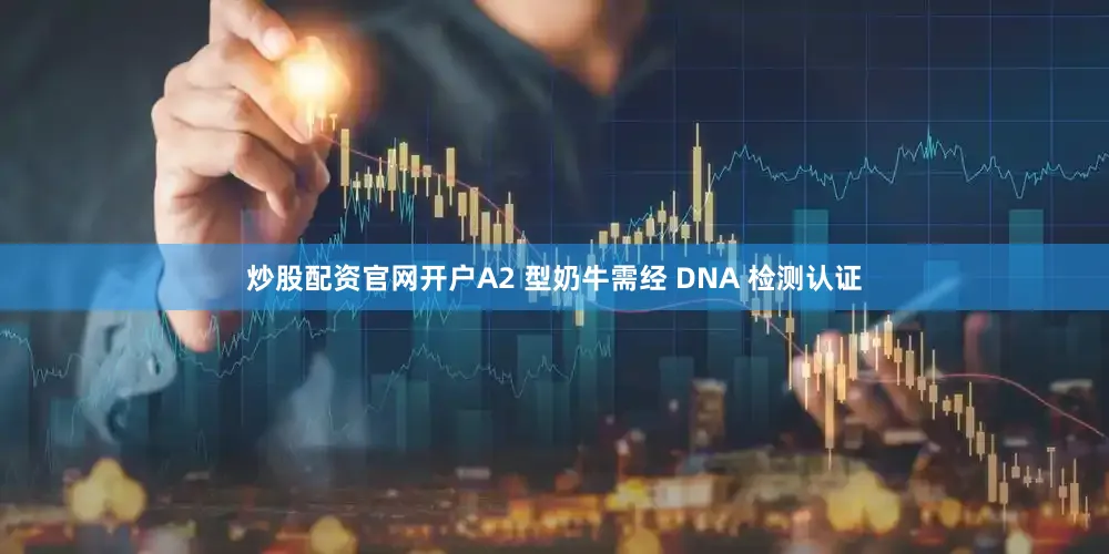 炒股配资官网开户A2 型奶牛需经 DNA 检测认证